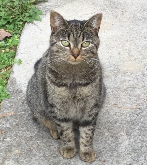 Dorrie, a Adoptable Tabby in Bristol, TN image 1/5