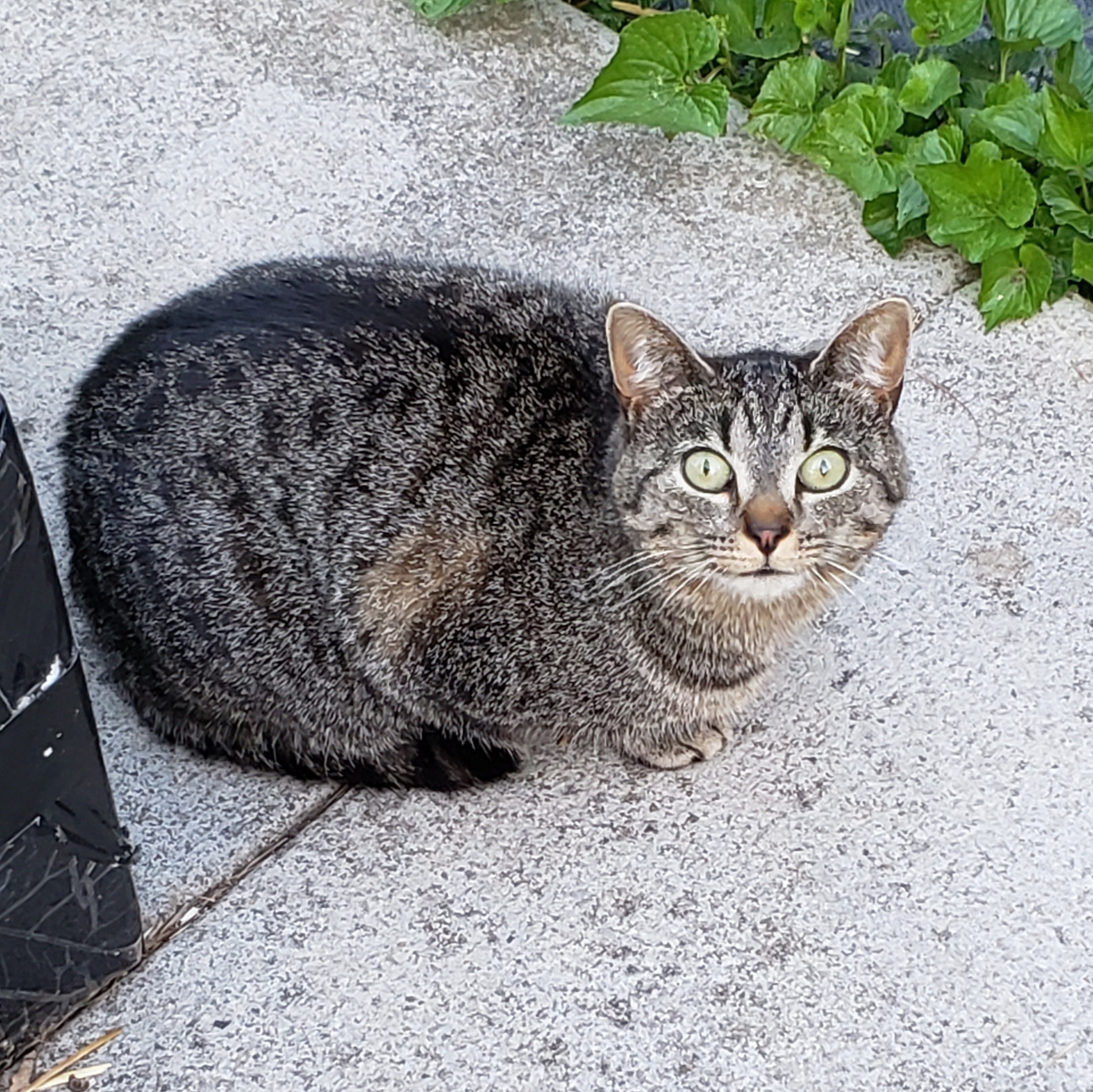 Dorrie, a Adoptable Tabby in Bristol, TN image 5/5