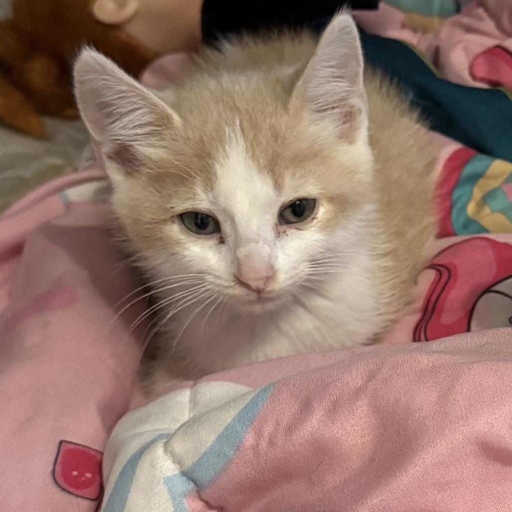 Chirp 22766 Vacation Foster Needed Oct 1-5 photo