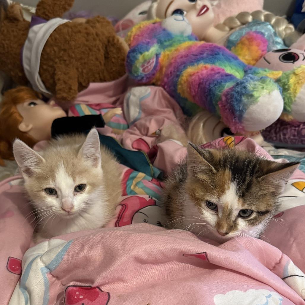 Enlarge Chirp 22766 Vacation Foster Needed Oct 1-5, a Adoptable Domestic Short Hair in Minneapolis, MN image 2/2