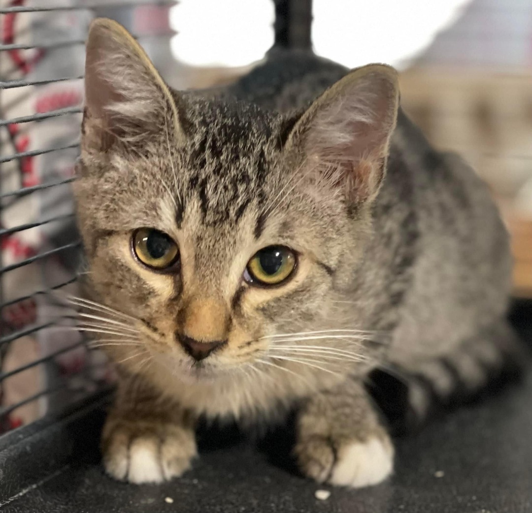 Caden, an adoptable Tiger in Jackson, GA, 30233 | Photo Image 1