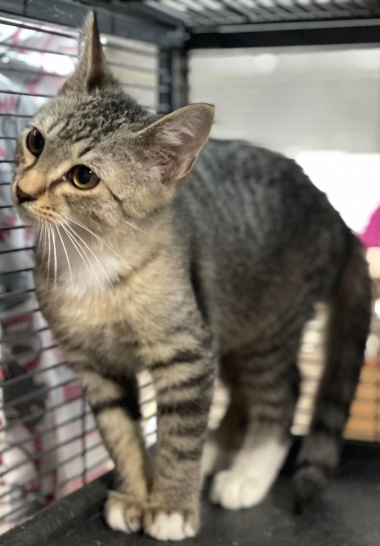 Enlarge Caden, a Adoptable Tiger in Jackson, GA image 3/3