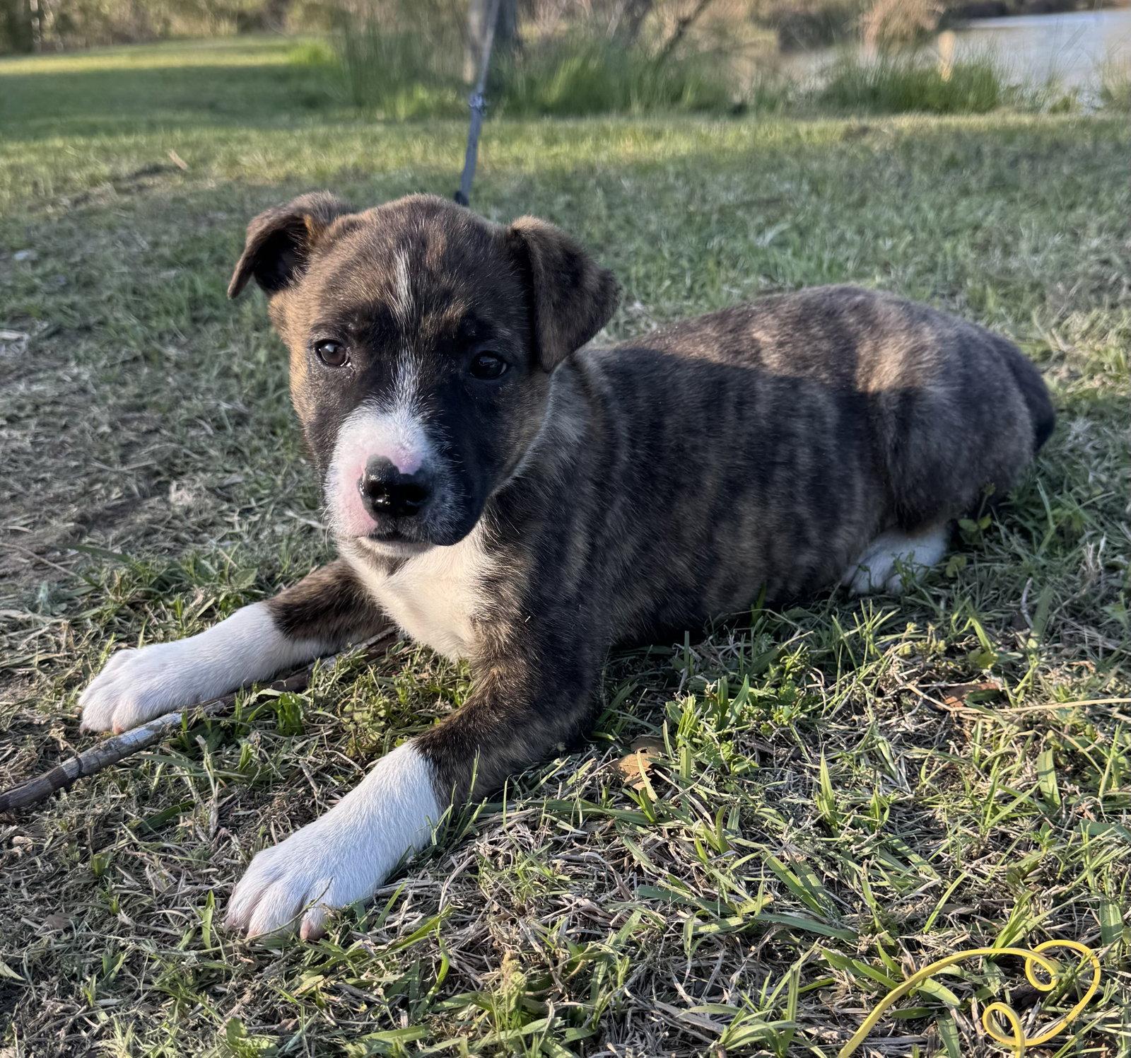 Dash, a Adopted Hound in Tarrytown, GA image 1/3