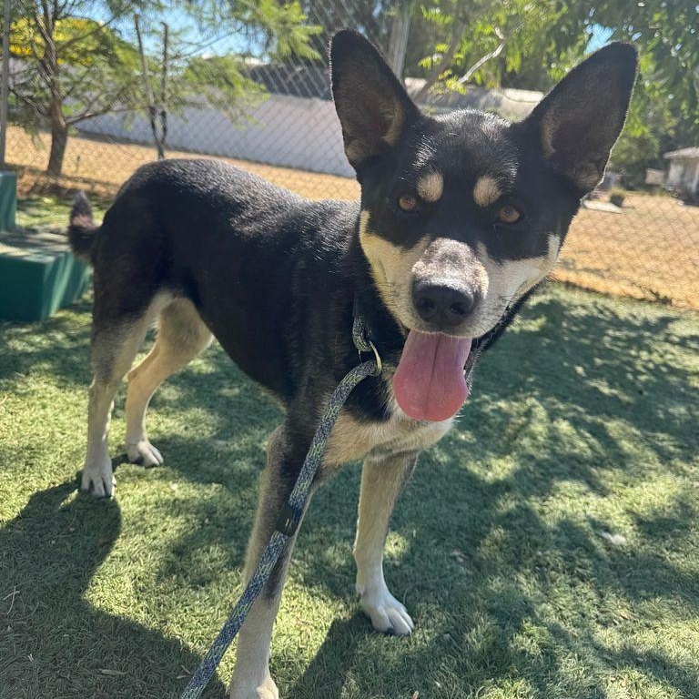 Enlarge Bailee, a Adoptable mixed breed in Seattle, WA image 2/6
