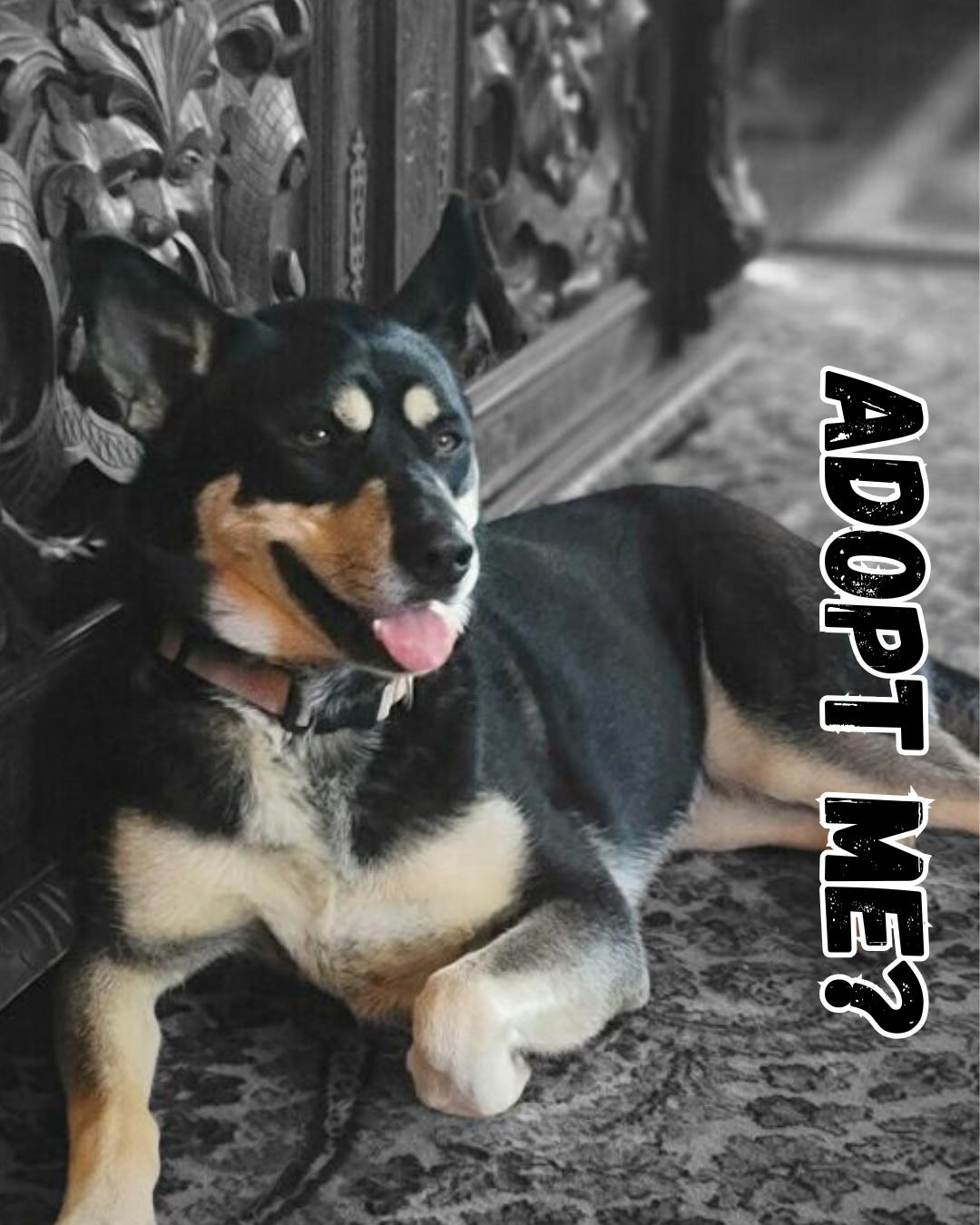 Enlarge Bailee, a Adoptable mixed breed in Seattle, WA image 5/6