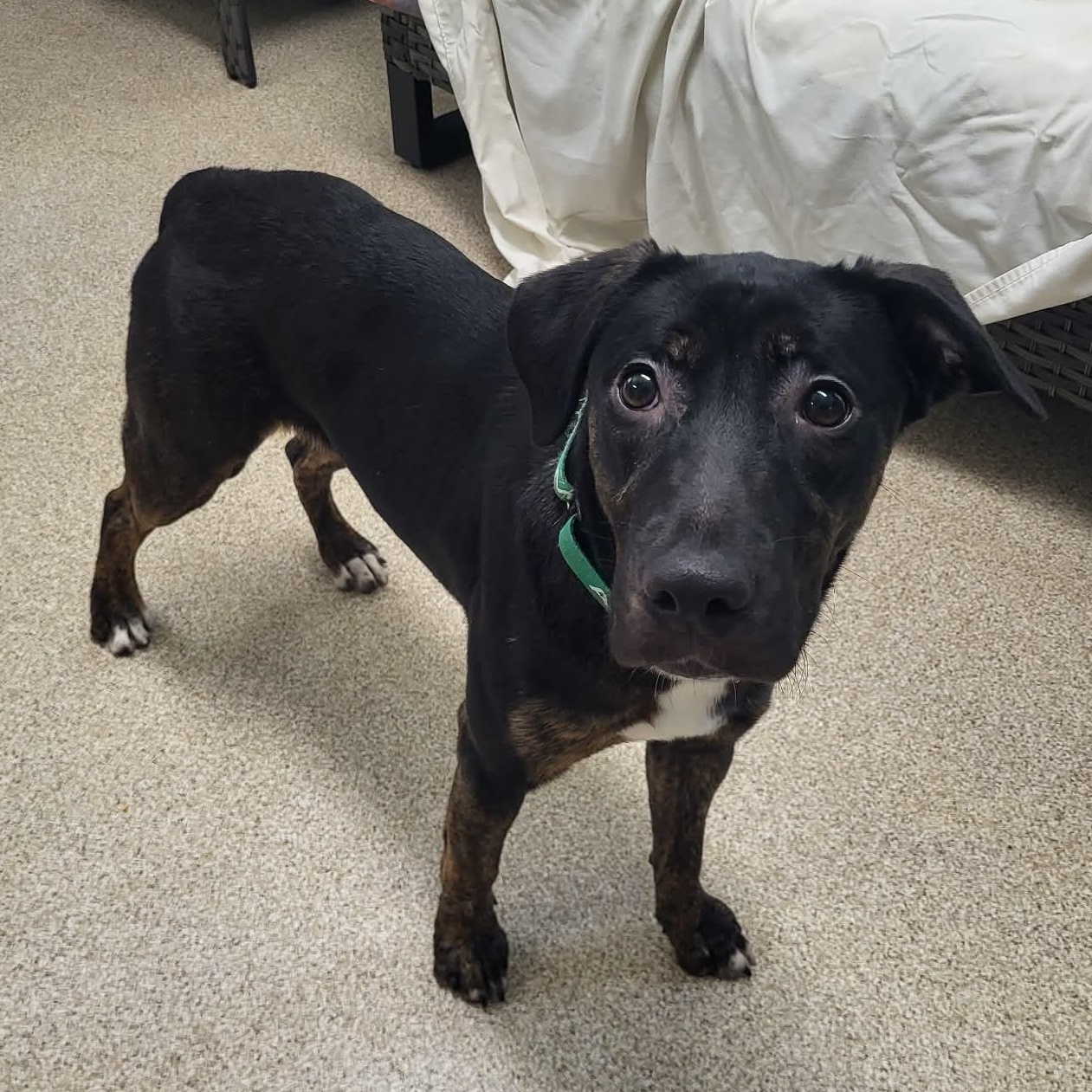 Kahlo, a ADOPTABLE mixed breed in Sunderland, MD image 1/4