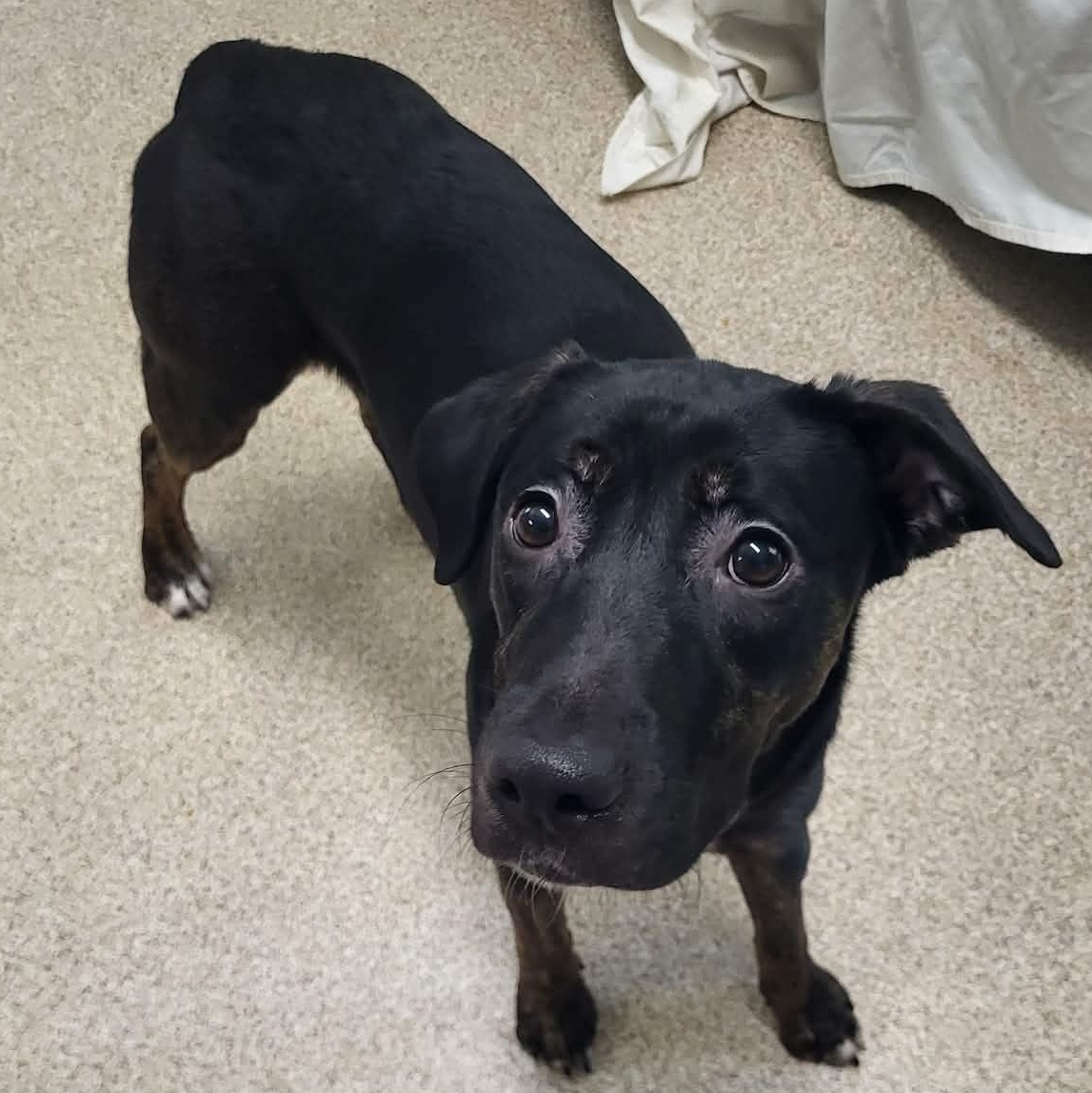 Kahlo, a ADOPTABLE mixed breed in Sunderland, MD image 3/4