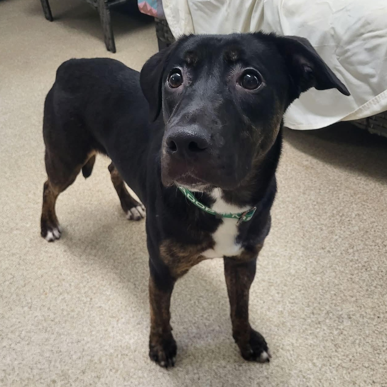 Kahlo, a ADOPTABLE mixed breed in Sunderland, MD image 4/4