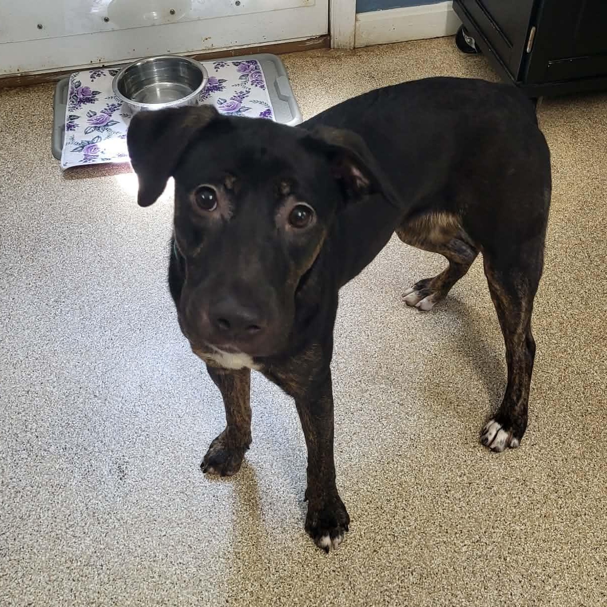 Kahlo, a ADOPTABLE mixed breed in Sunderland, MD image 2/4