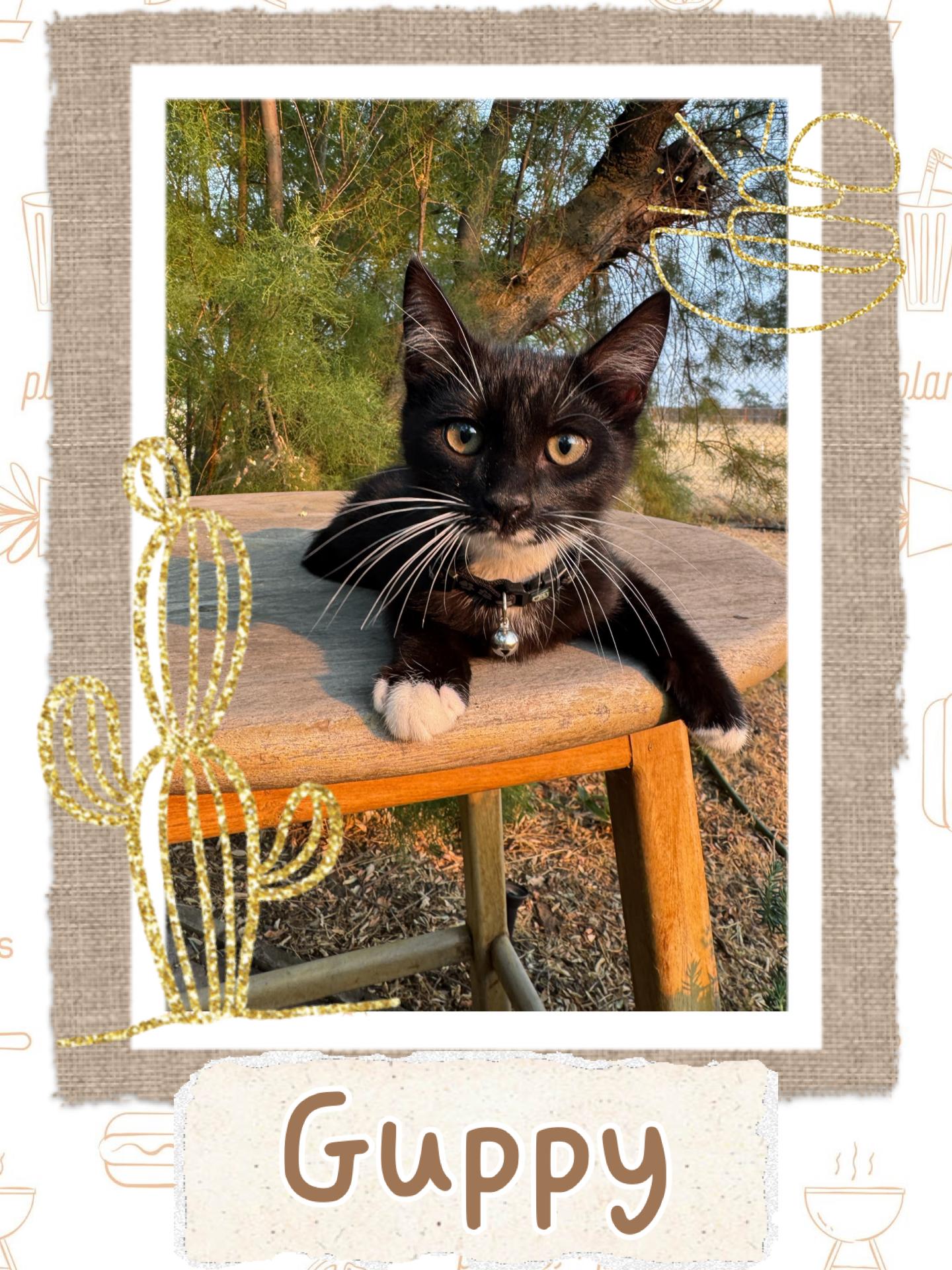 Guppy, ADOPTABLE, Kitten Male Tuxedo.