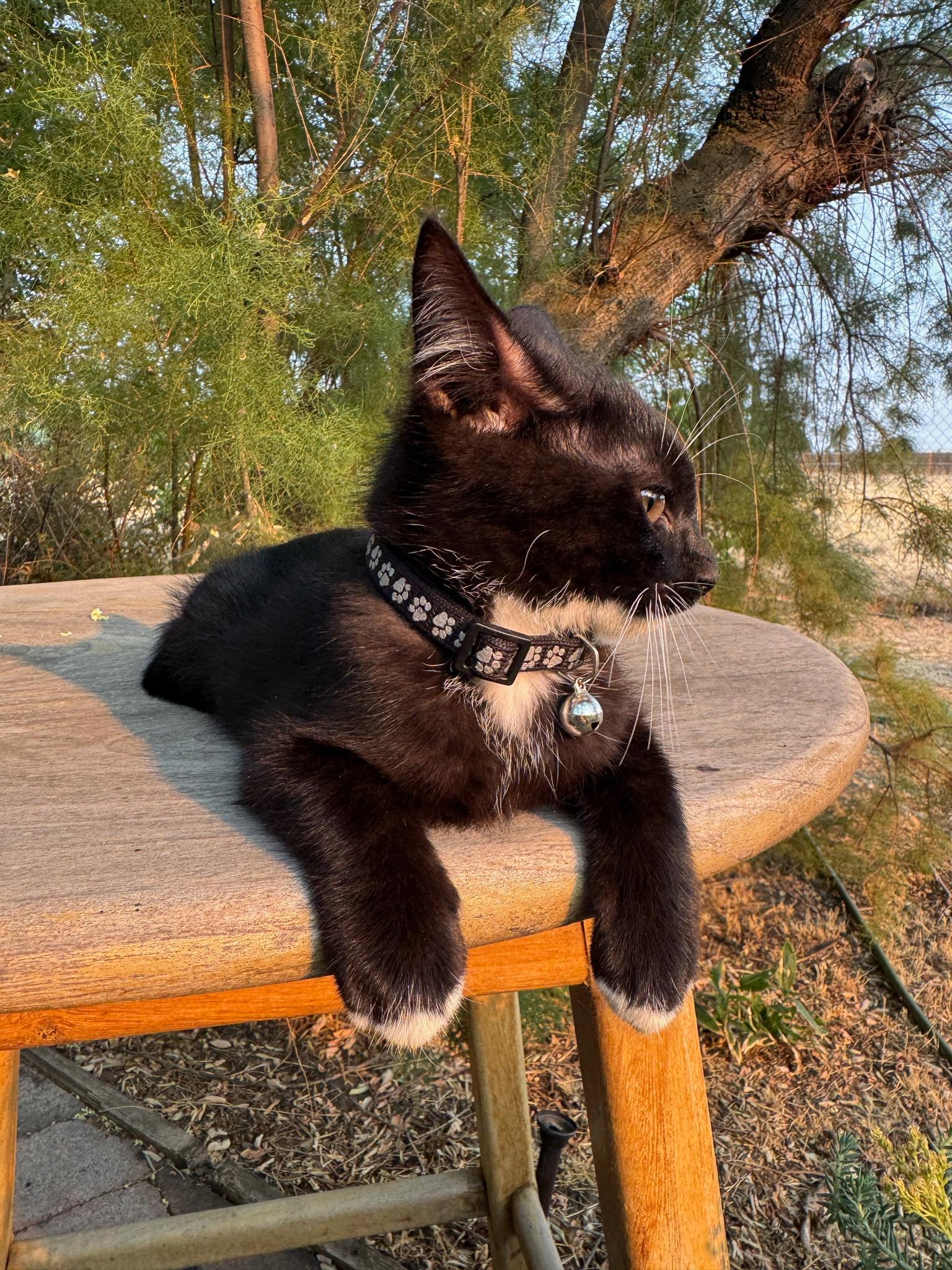 Guppy, a ADOPTABLE Tuxedo in Pasco, WA image 6/6