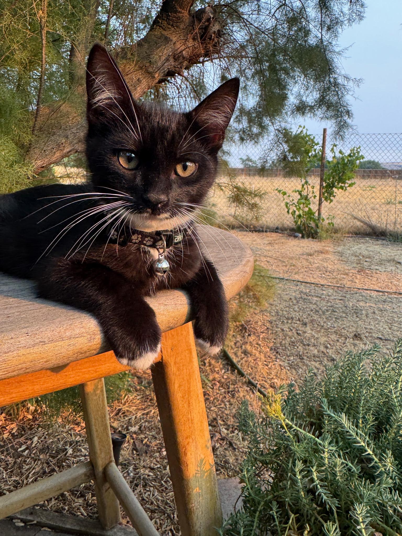 Guppy, a ADOPTABLE Tuxedo in Pasco, WA image 5/6