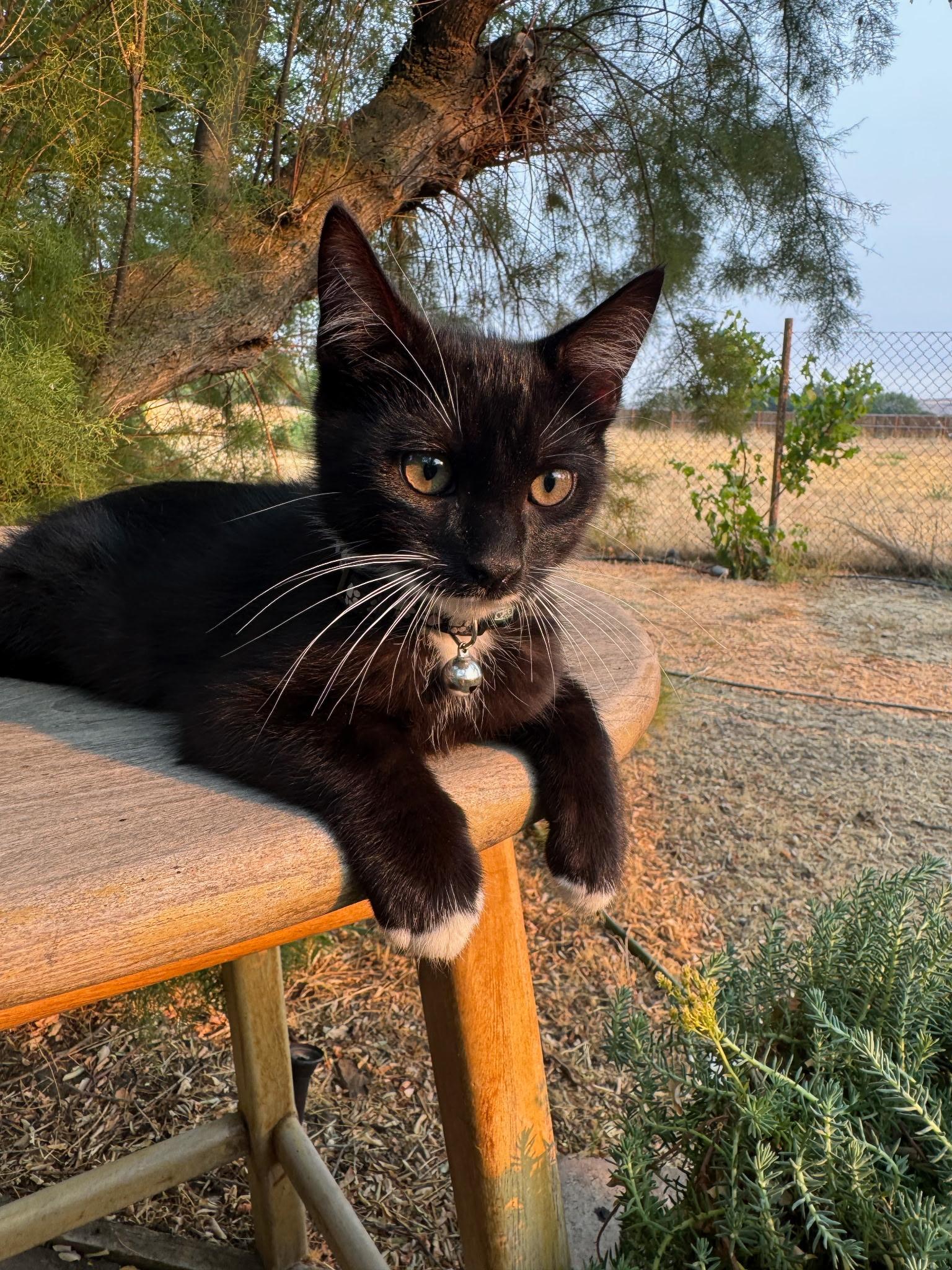 Guppy, a ADOPTABLE Tuxedo in Pasco, WA image 4/6
