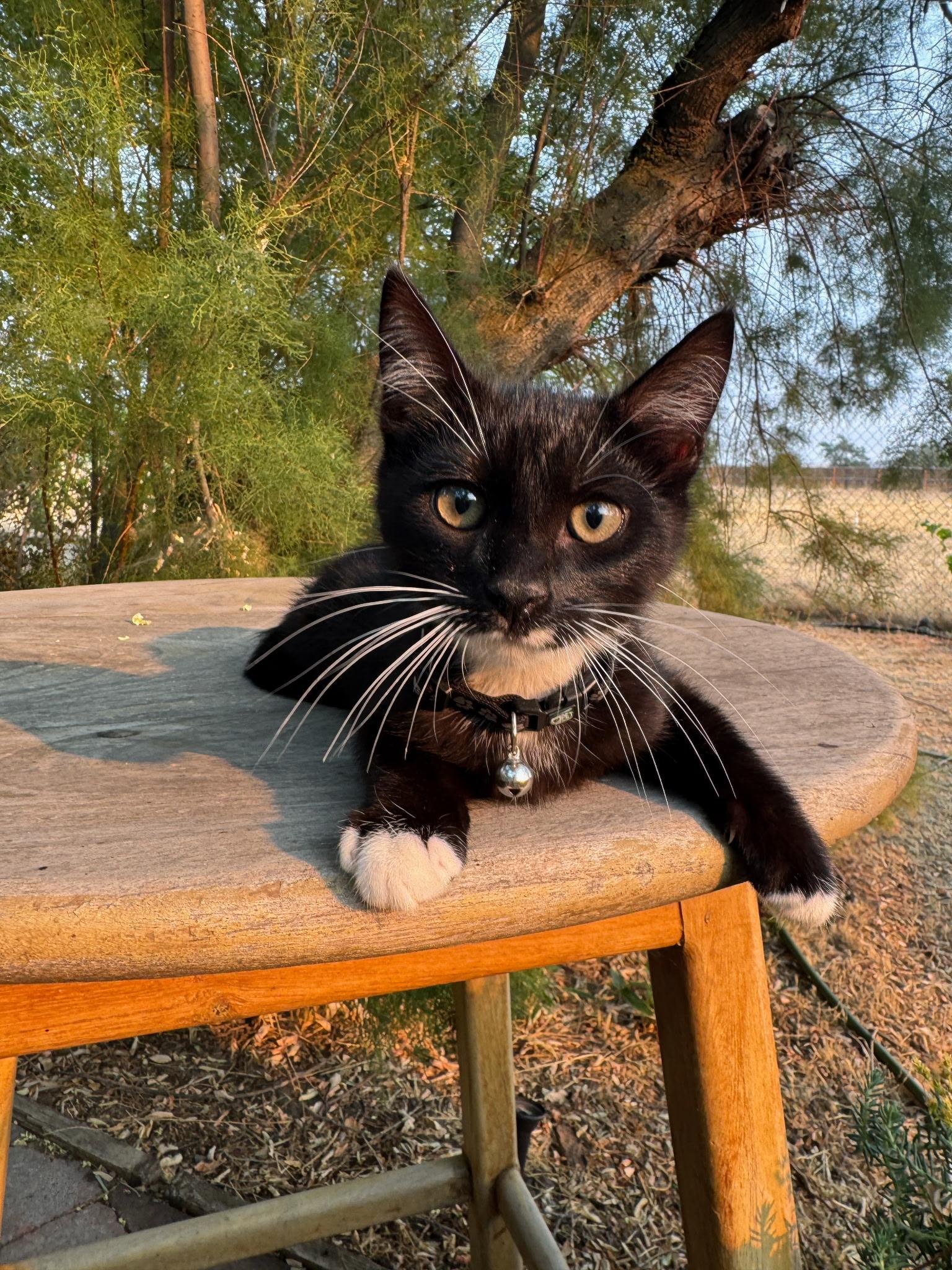 Guppy, a ADOPTABLE Tuxedo in Pasco, WA image 2/6