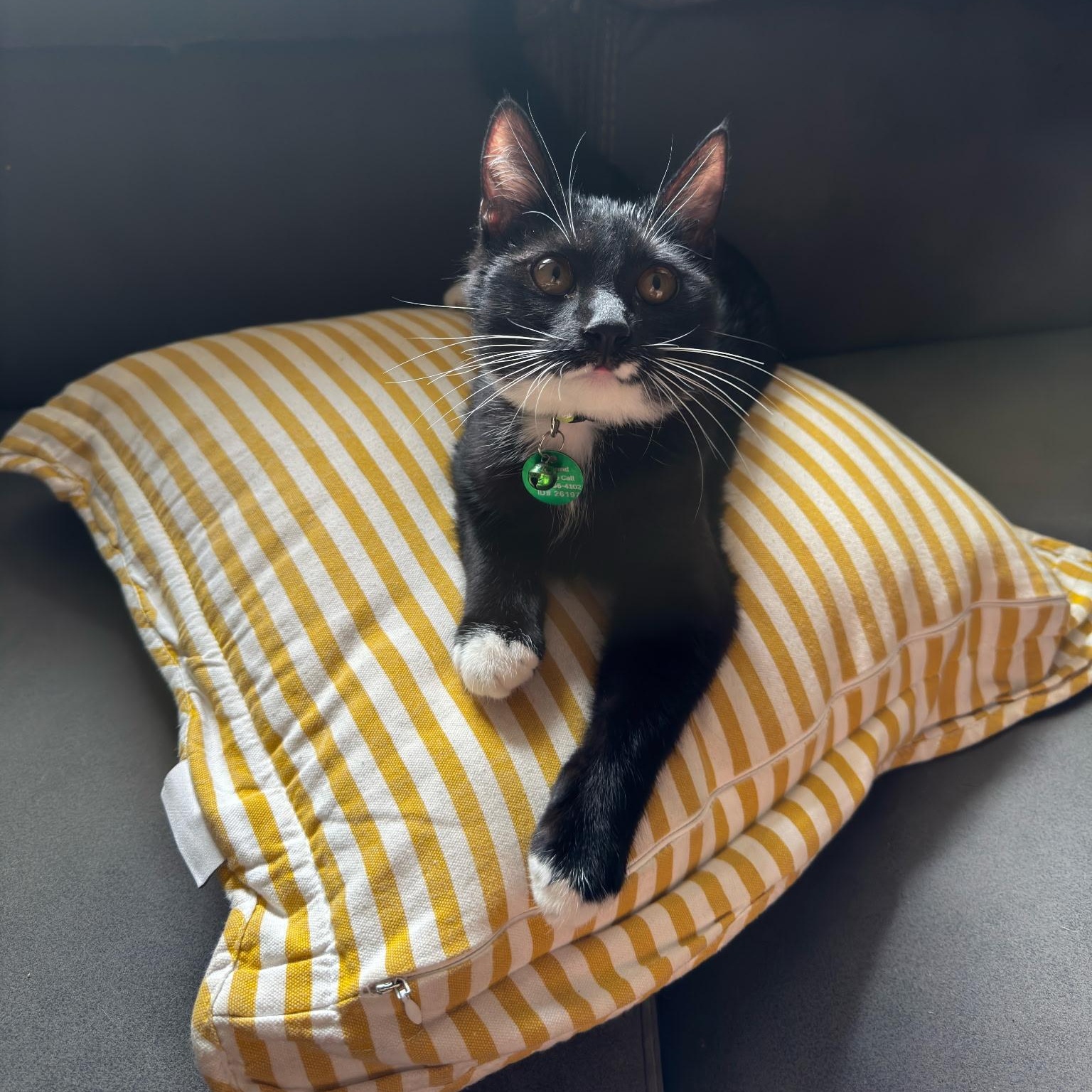 Enlarge Guppy, a Adoptable Tuxedo in Pasco, WA image 2/2