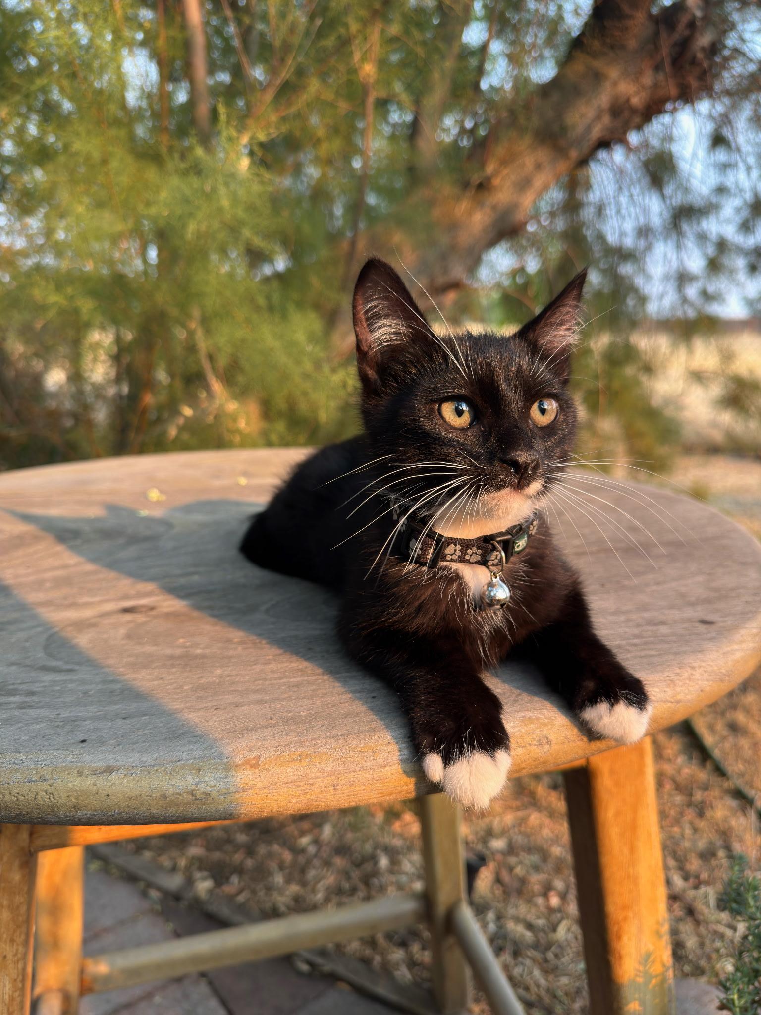 Guppy, a ADOPTABLE Tuxedo in Pasco, WA image 3/6