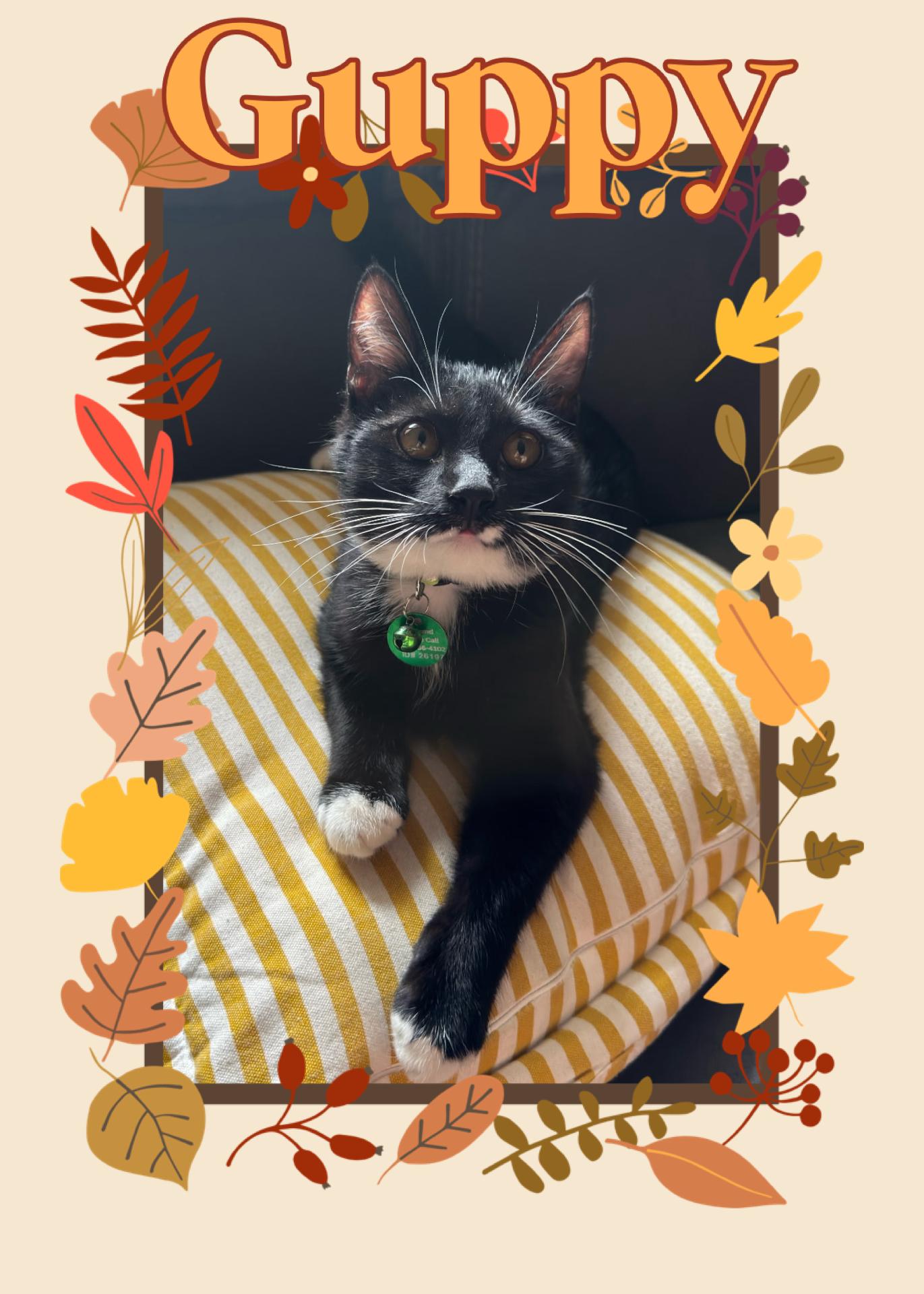 Enlarge Guppy, a Adoptable Tuxedo in Pasco, WA image 1/2