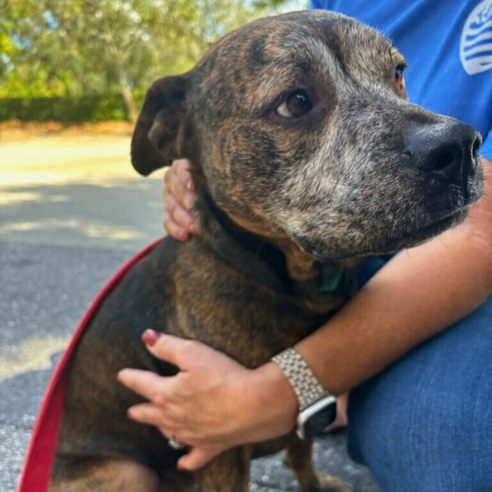 Enlarge Bingo, a Adopted mixed breed in Pompano Beach, FL image 1/3