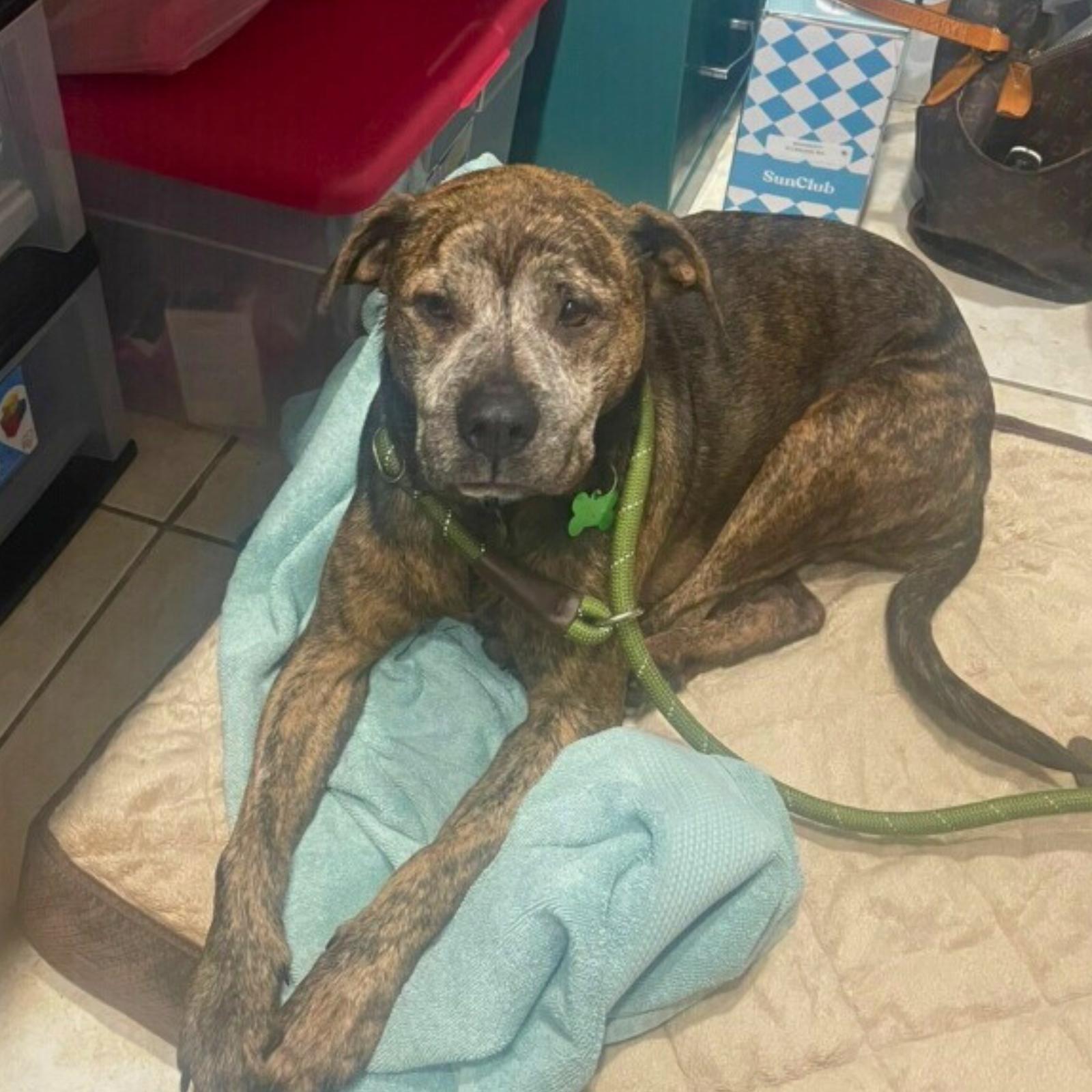 Enlarge Bingo, a Adopted mixed breed in Pompano Beach, FL image 2/3