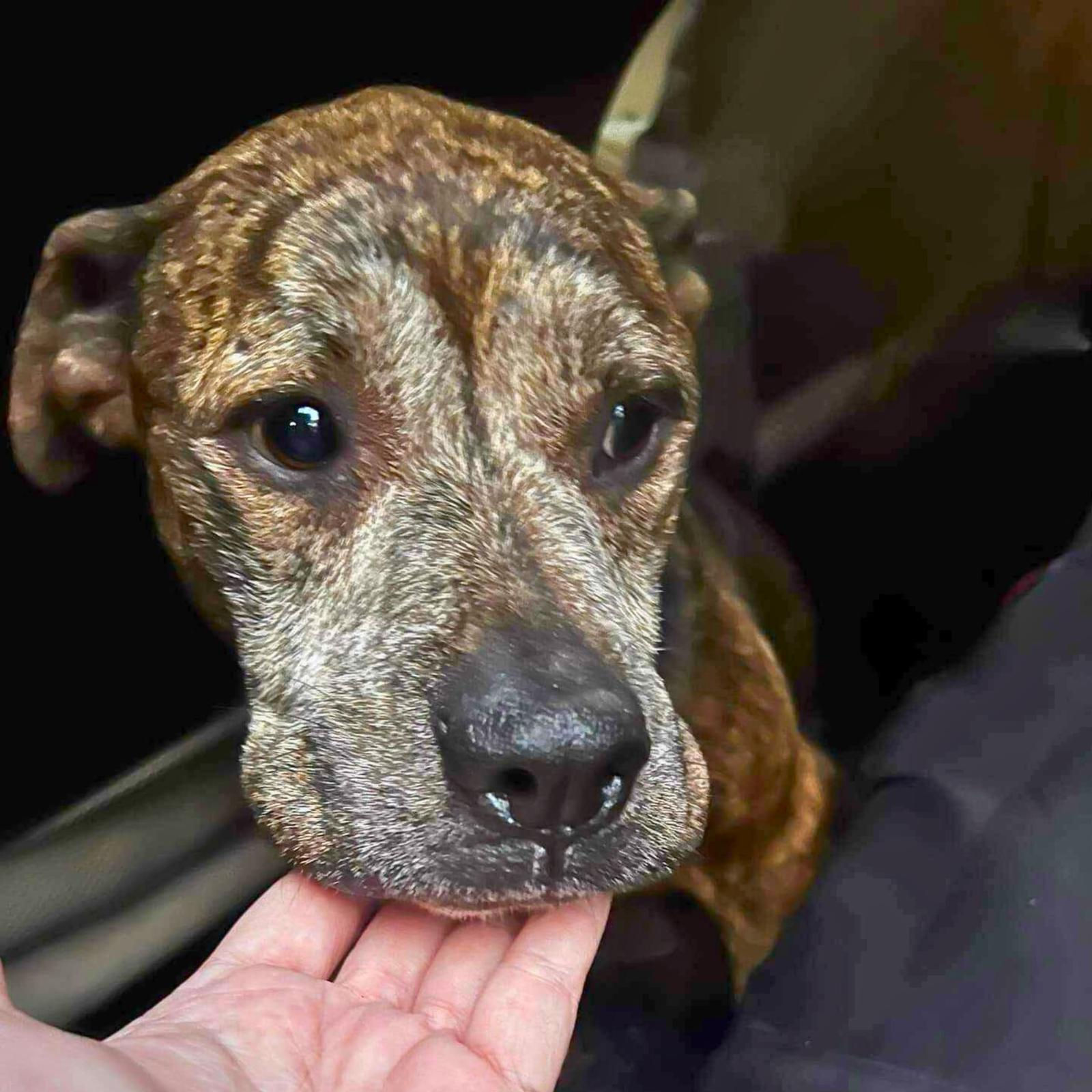 Enlarge Bingo, a Adopted mixed breed in Pompano Beach, FL image 3/3