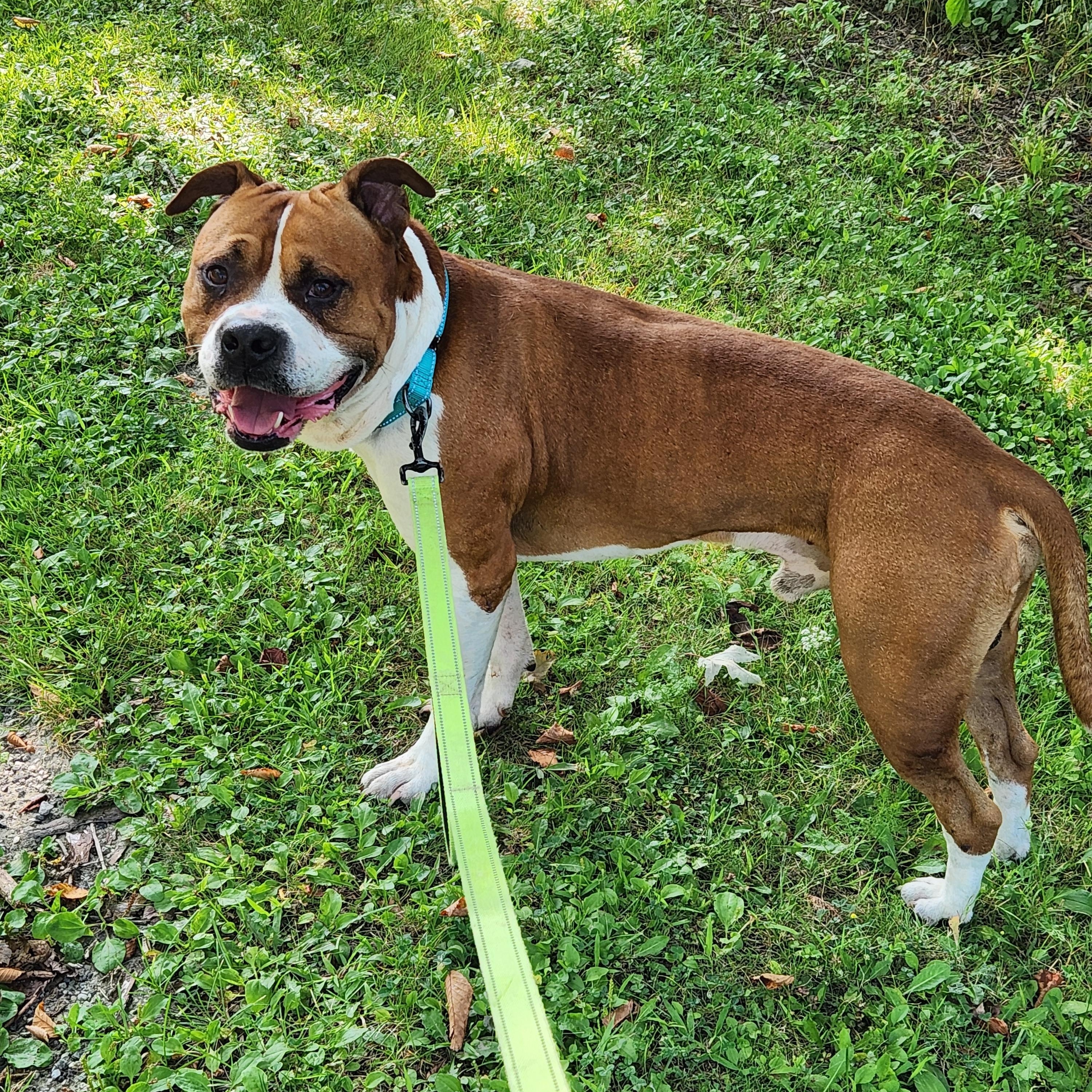 Denver, Adopted, Adult Male American Bulldog.
