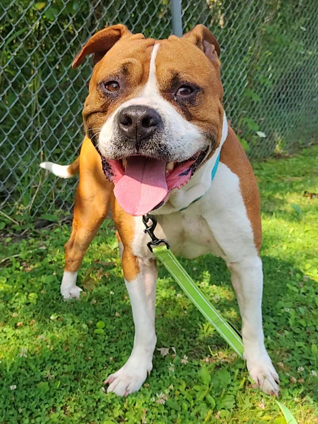 Enlarge Denver, a Adopted mixed breed in Warren, OH image 2/3