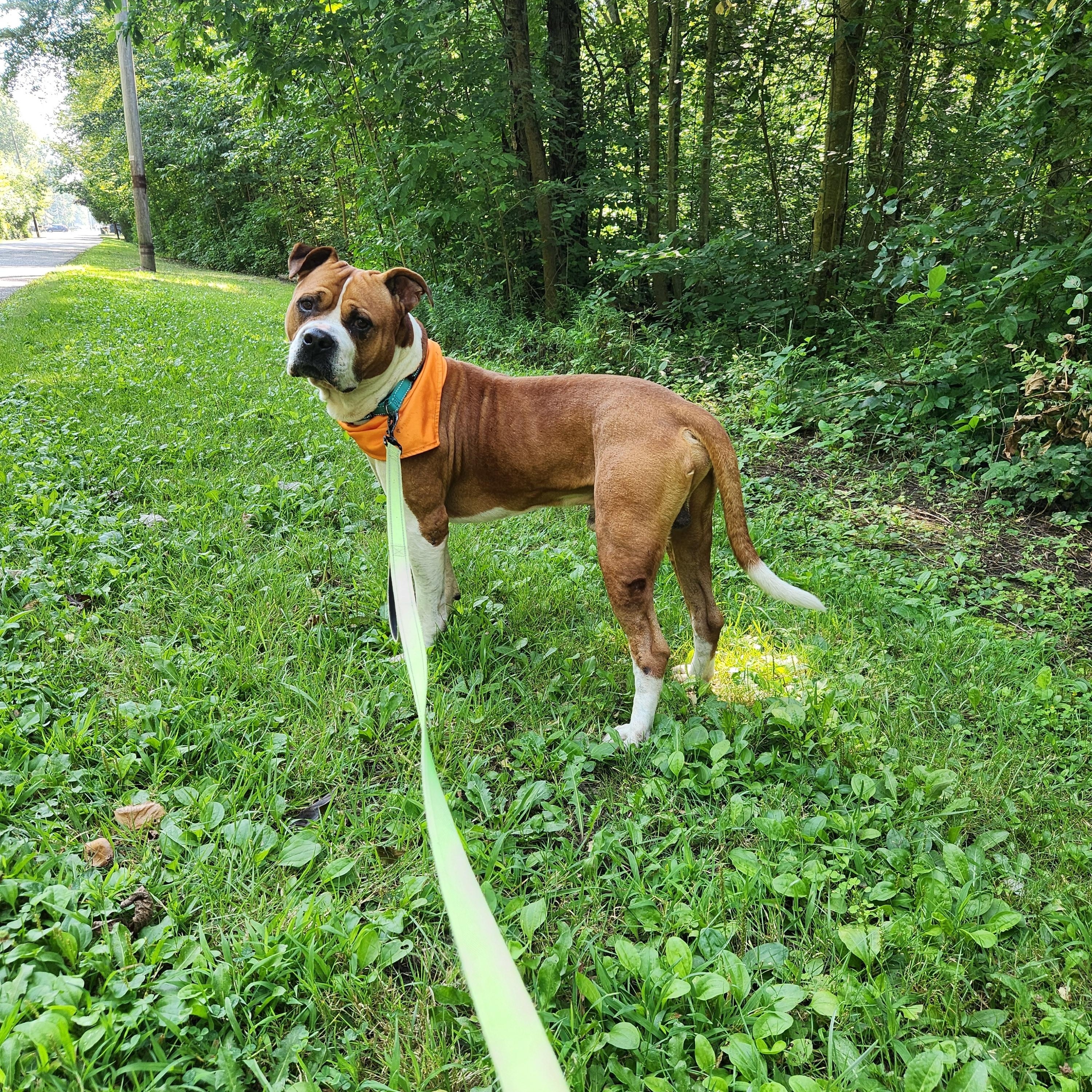 Enlarge Denver, a Adopted mixed breed in Warren, OH image 3/3