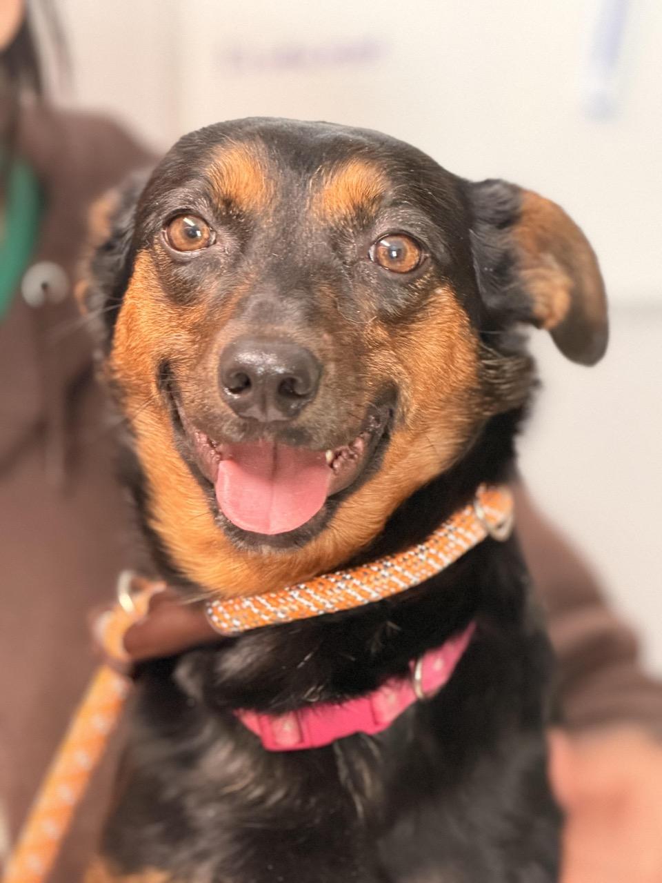 Jackee, a ADOPTABLE mixed breed in Sparta, NJ image 2/4