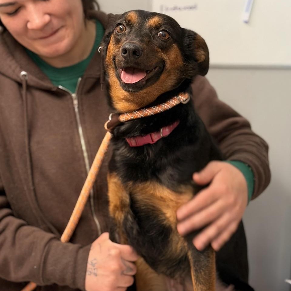 Jackee, a ADOPTABLE mixed breed in Sparta, NJ image 1/4