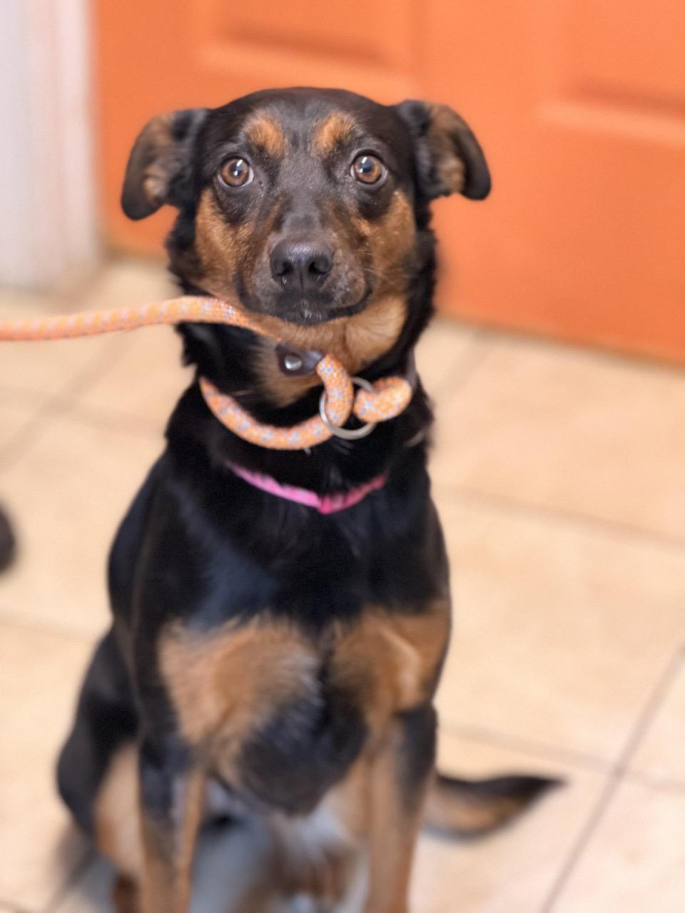 Jackee, a ADOPTABLE mixed breed in Sparta, NJ image 3/4