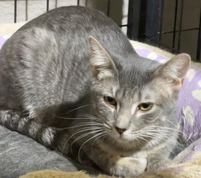 FONTANA, a Adoptable Domestic Short Hair in Lake Ozark, MO image 1/2