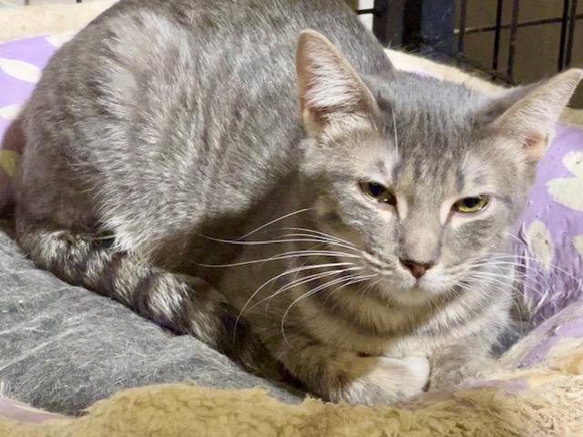 FONTANA, a Adoptable Domestic Short Hair in Lake Ozark, MO image 2/2