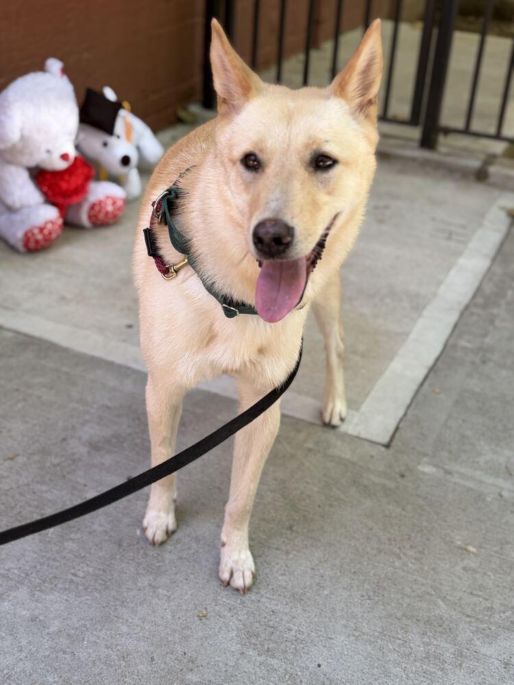 Byeol Yang, Adoptable, Young Male Jindo.