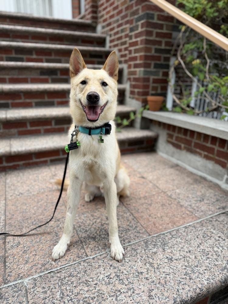 Enlarge Byeol Yang, a Adoptable Jindo in Long Island City, NY image 2/6