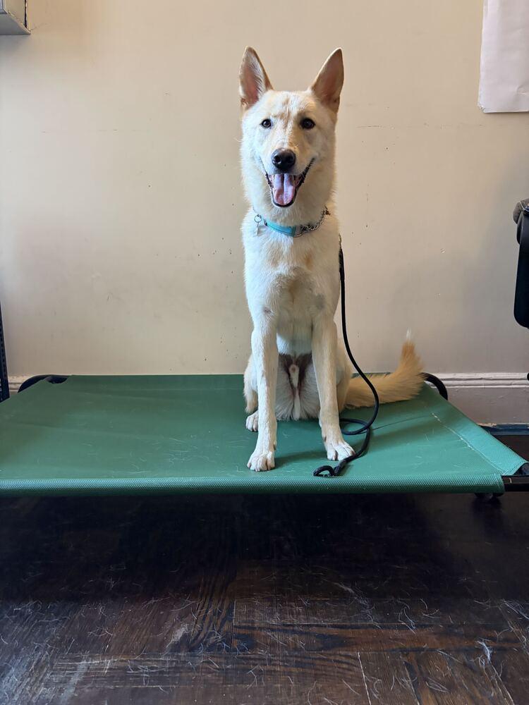 Enlarge Byeol Yang, a Adoptable Jindo in Long Island City, NY image 3/6