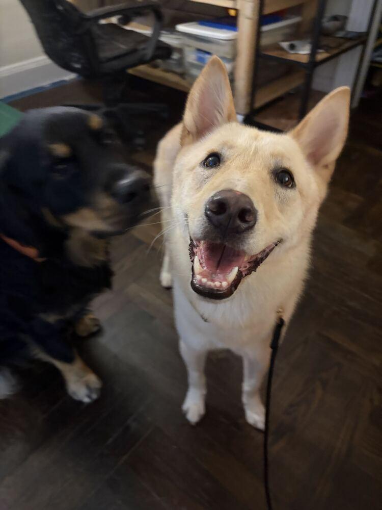 Enlarge Byeol Yang, a Adoptable Jindo in Long Island City, NY image 4/6