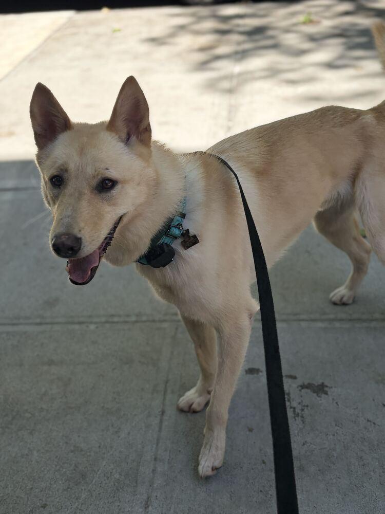 Enlarge Byeol Yang, a Adoptable Jindo in Long Island City, NY image 5/6