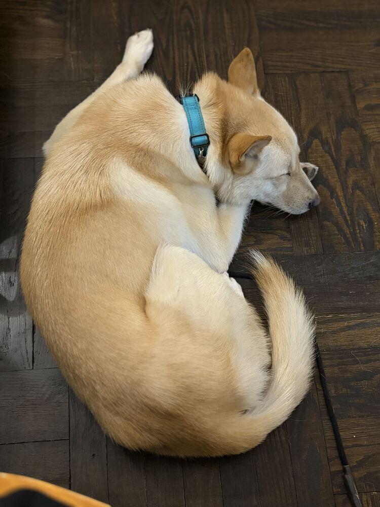 Enlarge Byeol Yang, a Adoptable Jindo in Long Island City, NY image 6/6