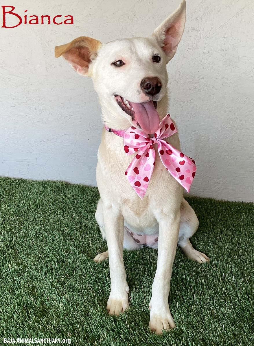 Bianca, Young Female Yellow Labrador Retriever