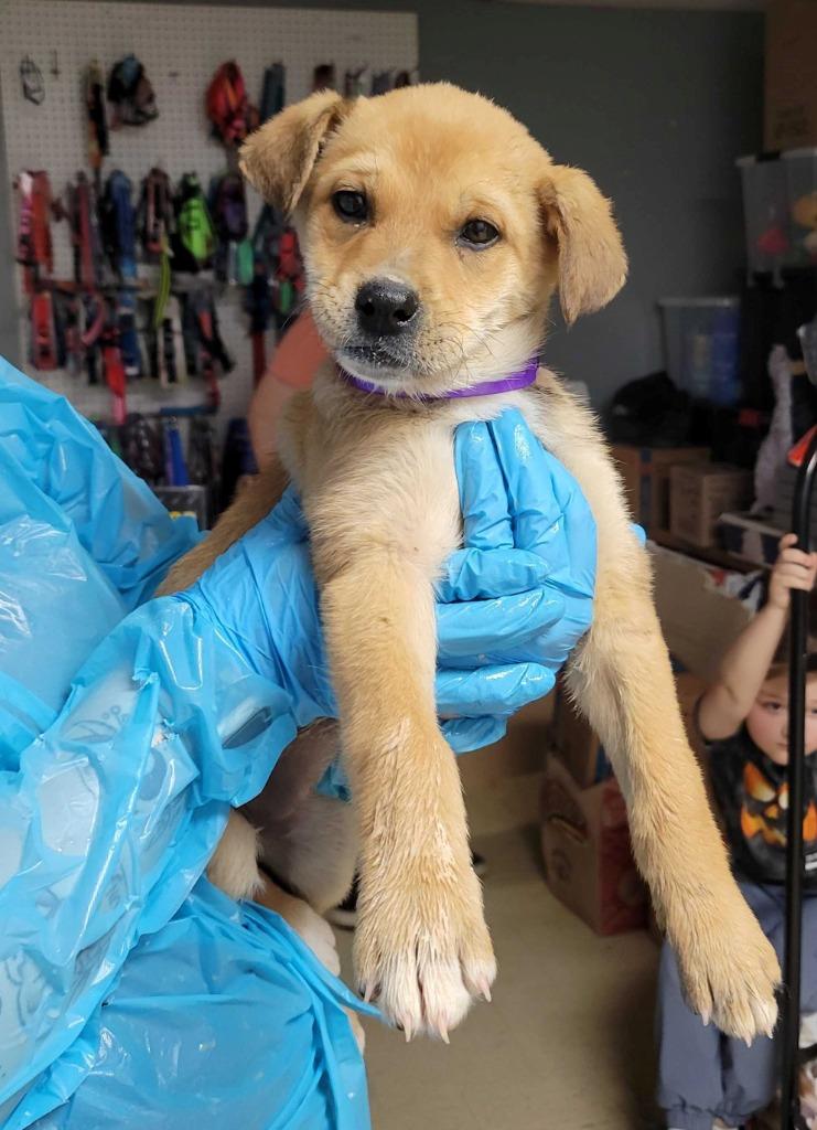 Kappa, Adopted, Young Female Mixed Breed.