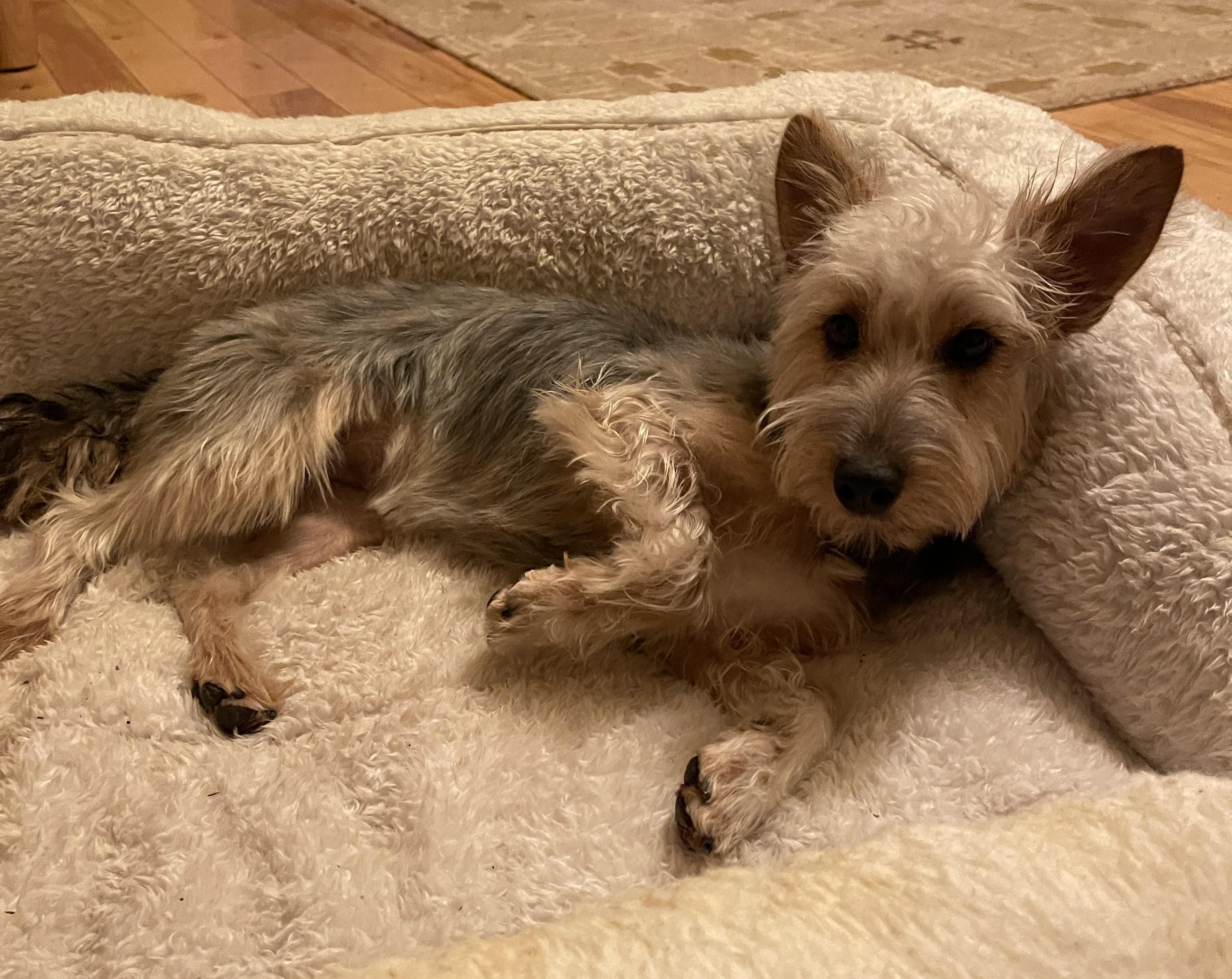 Enlarge KATHARINE HEPBURN, a ADOPTABLE mixed breed in Mokena, IL image 5/6