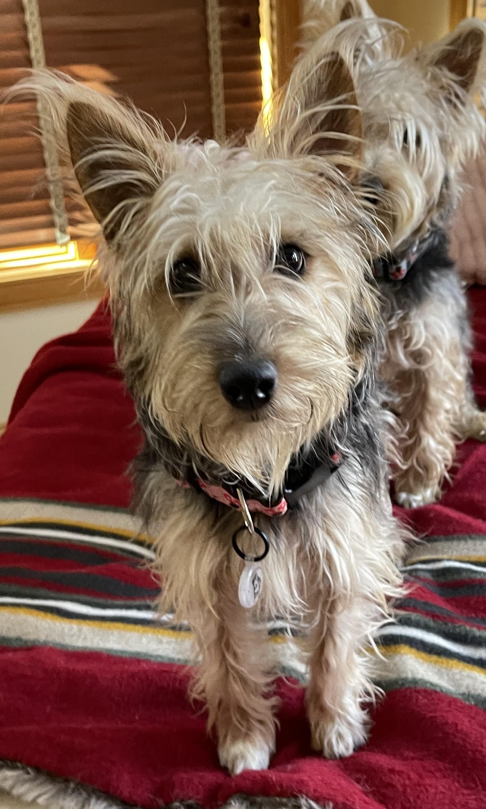 Enlarge KATHARINE HEPBURN, a ADOPTABLE mixed breed in Mokena, IL image 3/6