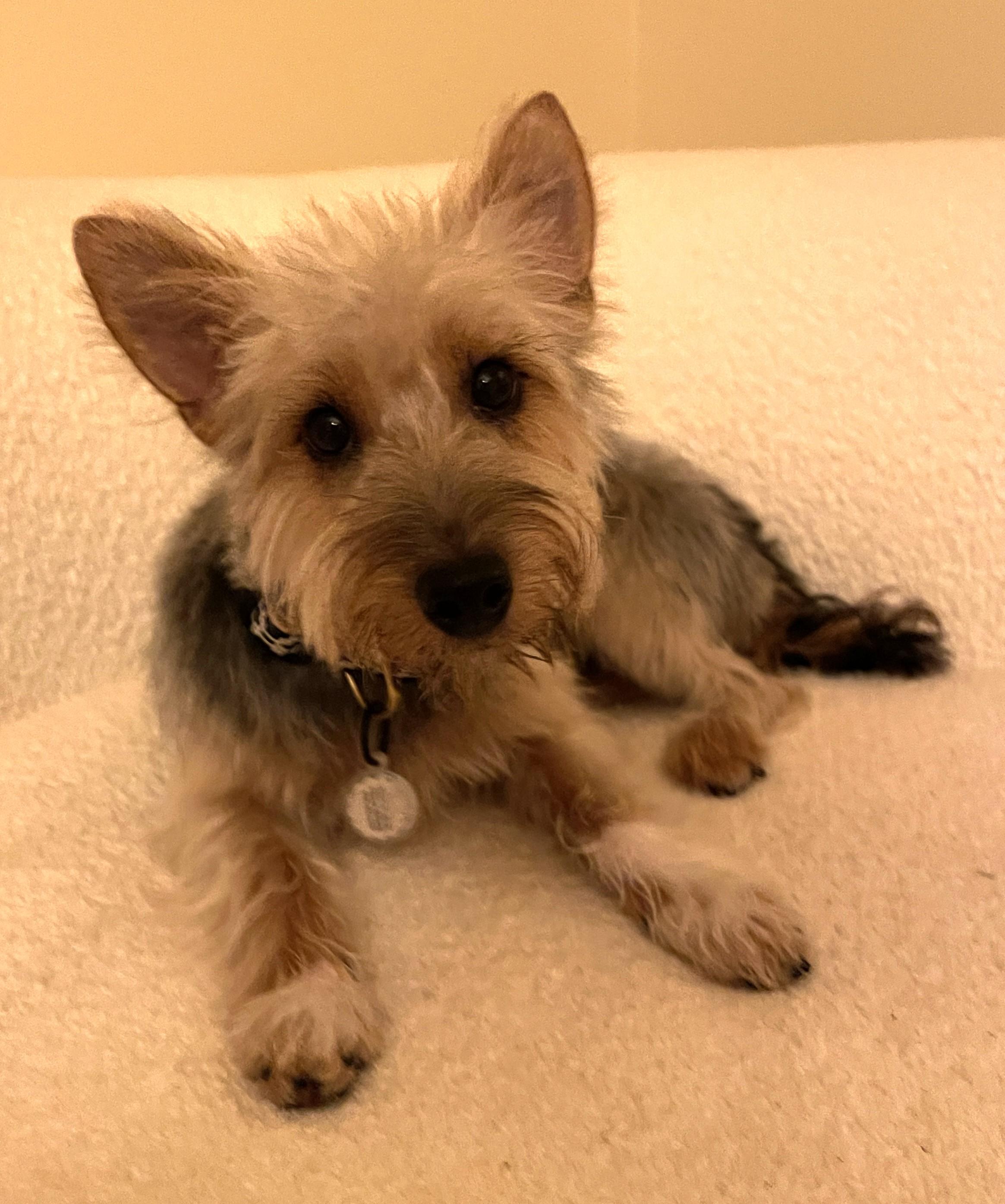 Enlarge KATHARINE HEPBURN, a ADOPTABLE mixed breed in Mokena, IL image 3/6