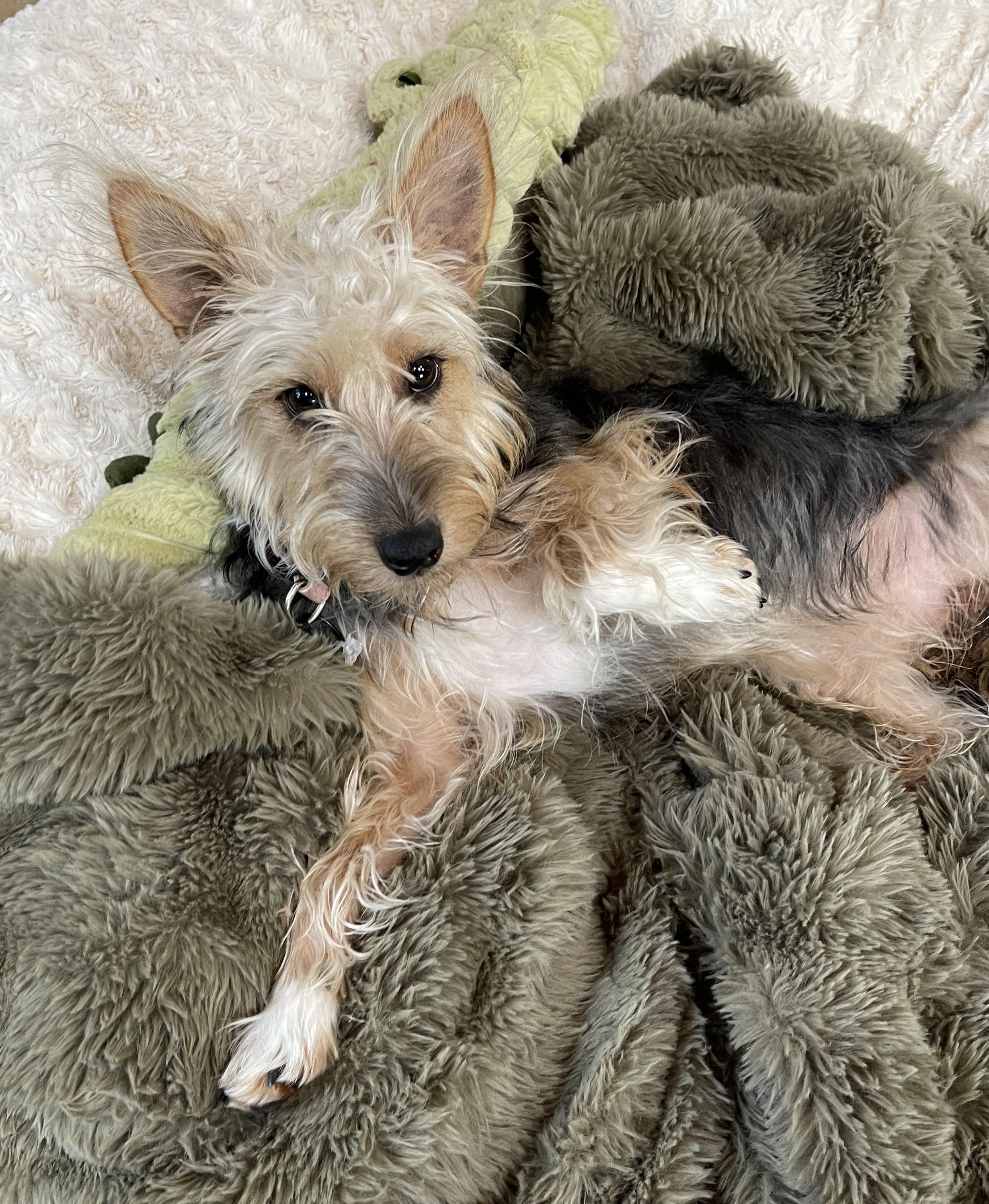 Enlarge KATHARINE HEPBURN, a ADOPTABLE mixed breed in Mokena, IL image 5/6