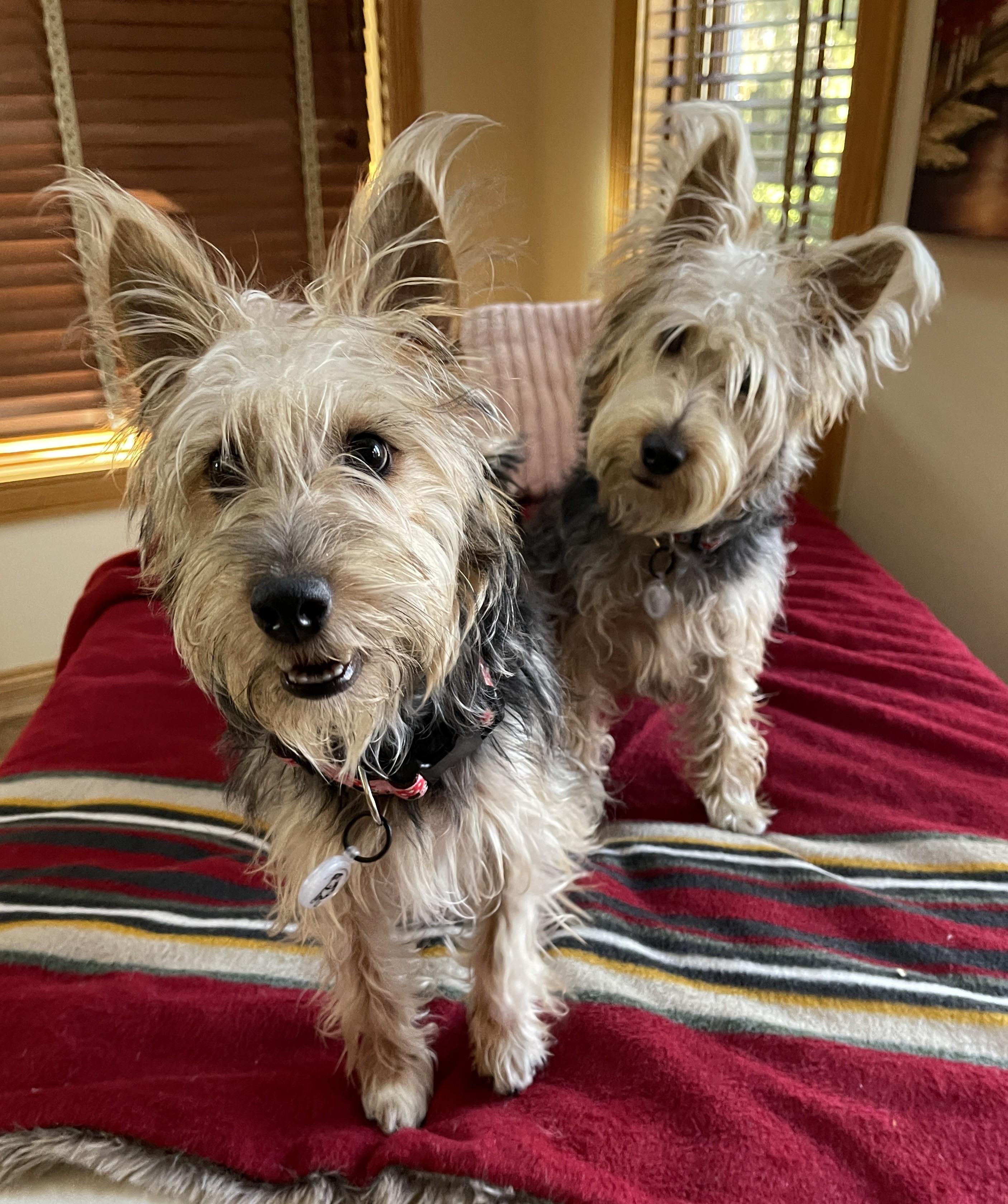 Enlarge KATHARINE HEPBURN, a ADOPTABLE mixed breed in Mokena, IL image 4/6