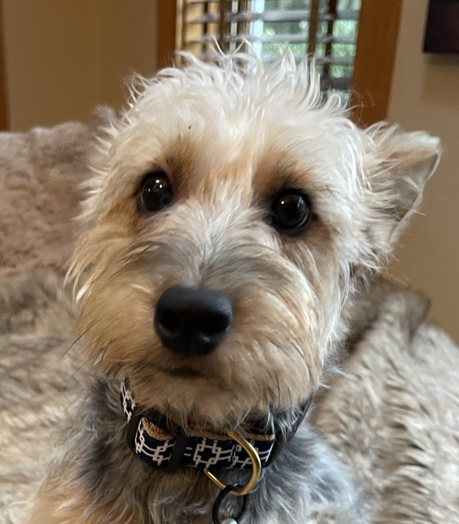 Enlarge KATHARINE HEPBURN, a ADOPTABLE mixed breed in Mokena, IL image 1/6