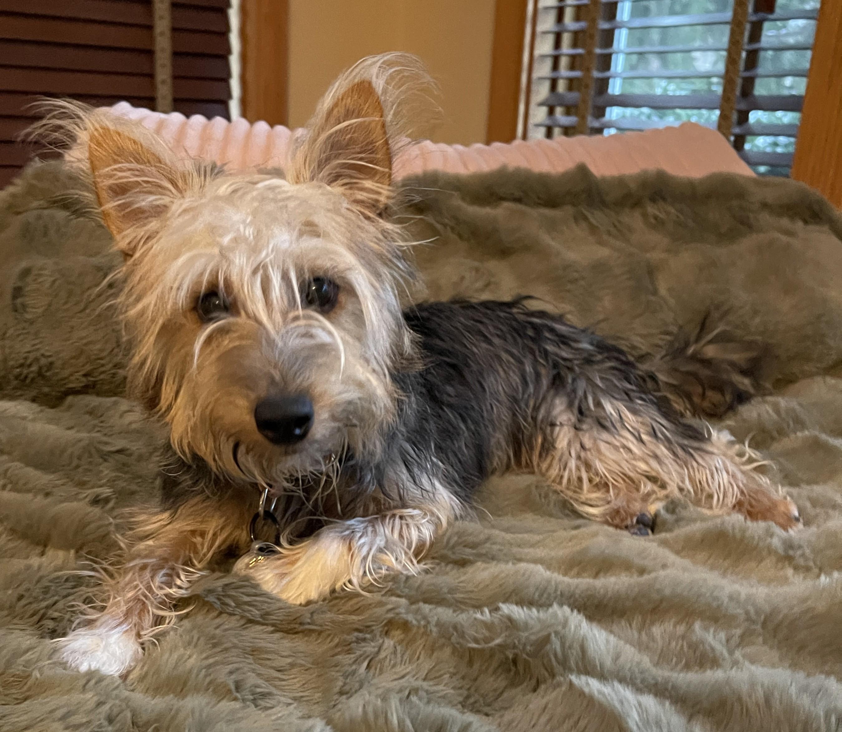 Enlarge KATHARINE HEPBURN, a ADOPTABLE mixed breed in Mokena, IL image 2/6