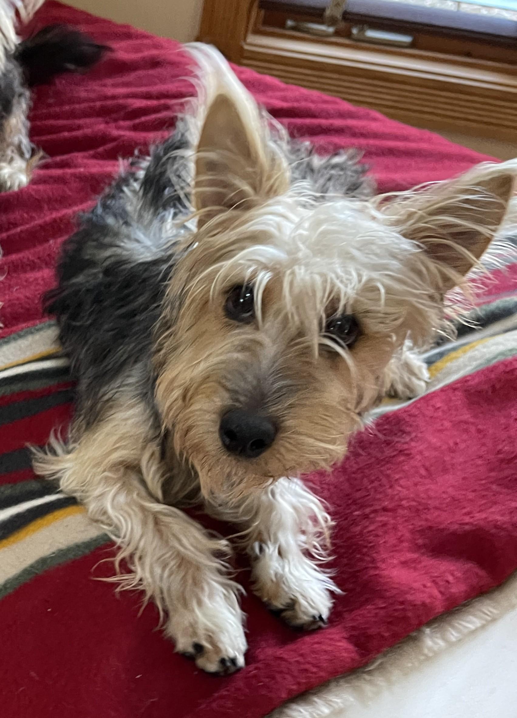 KATHARINE HEPBURN, ADOPTABLE, Young Female Wire Fox Terrier & Silky Terrier.