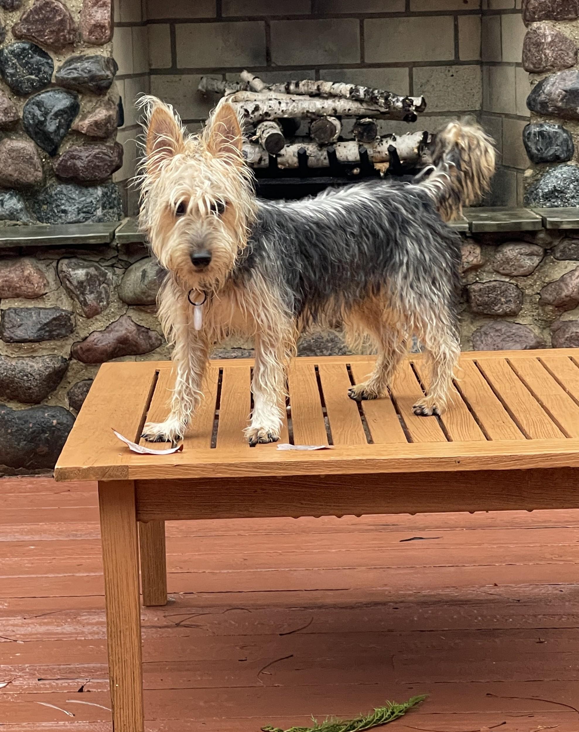 Enlarge KATHARINE HEPBURN, a ADOPTABLE mixed breed in Mokena, IL image 6/6