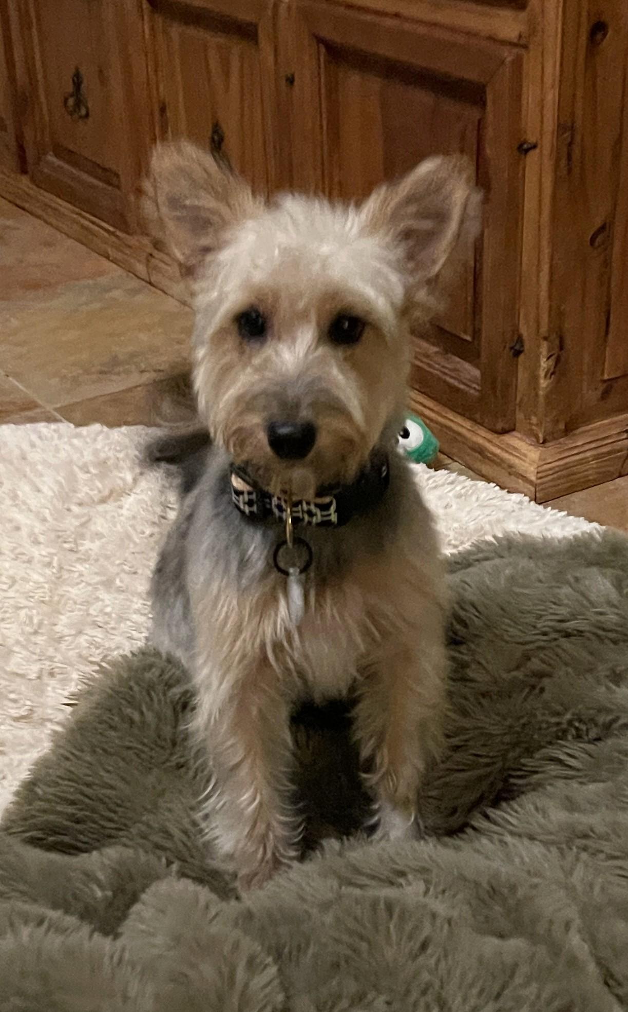 Enlarge KATHARINE HEPBURN, a ADOPTABLE mixed breed in Mokena, IL image 4/6